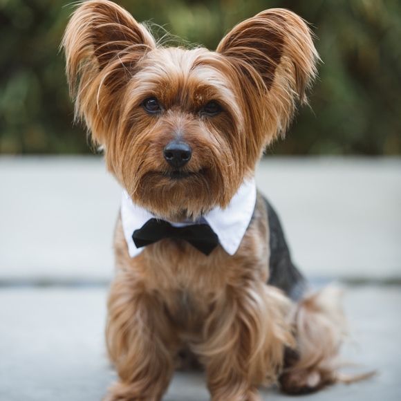 Meet your Posher. - Picture 1 of 1